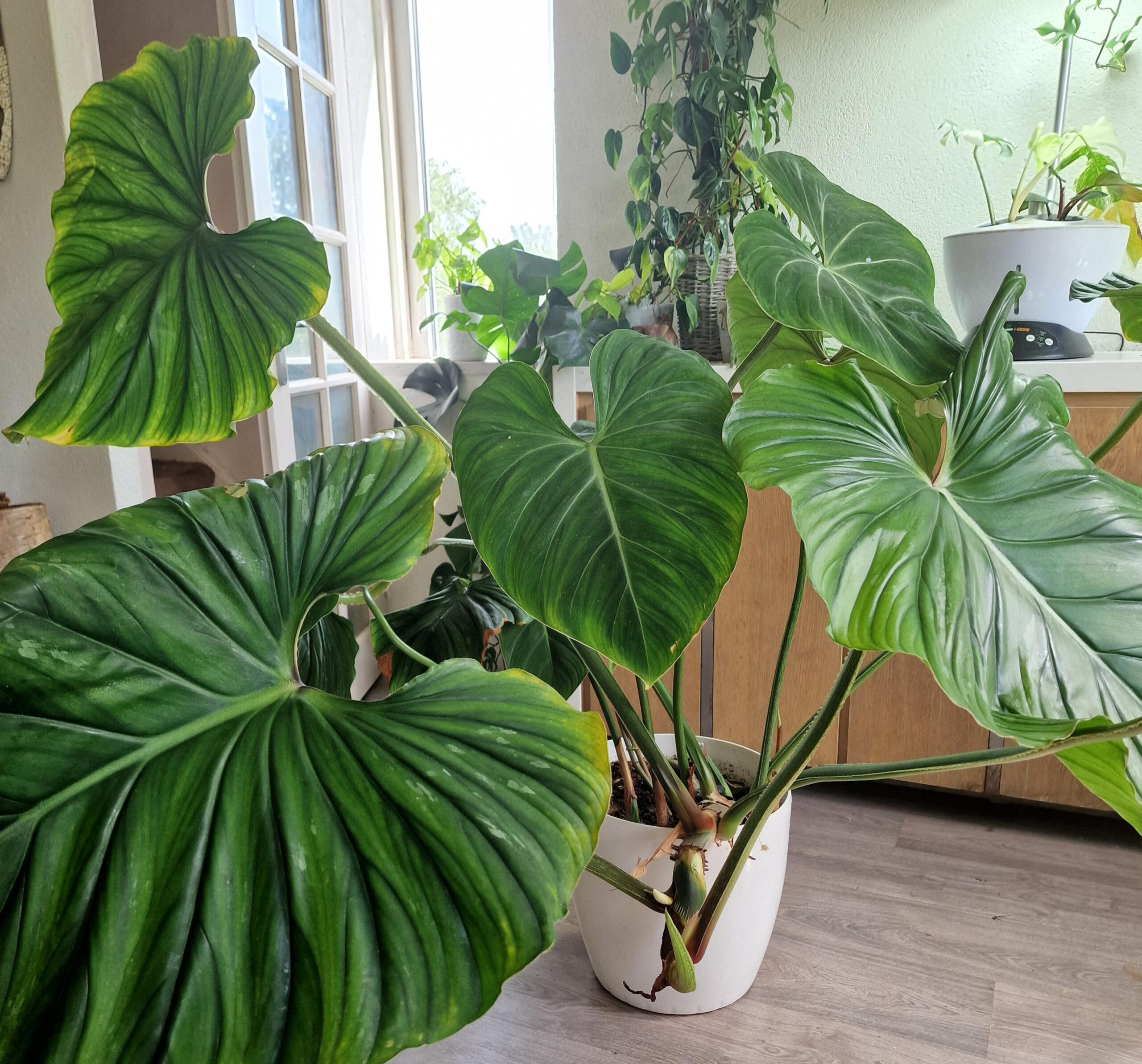 Khám Phá Vẻ Đẹp & Lợi Ích Cây Philodendron Plowmanii Plowmanii