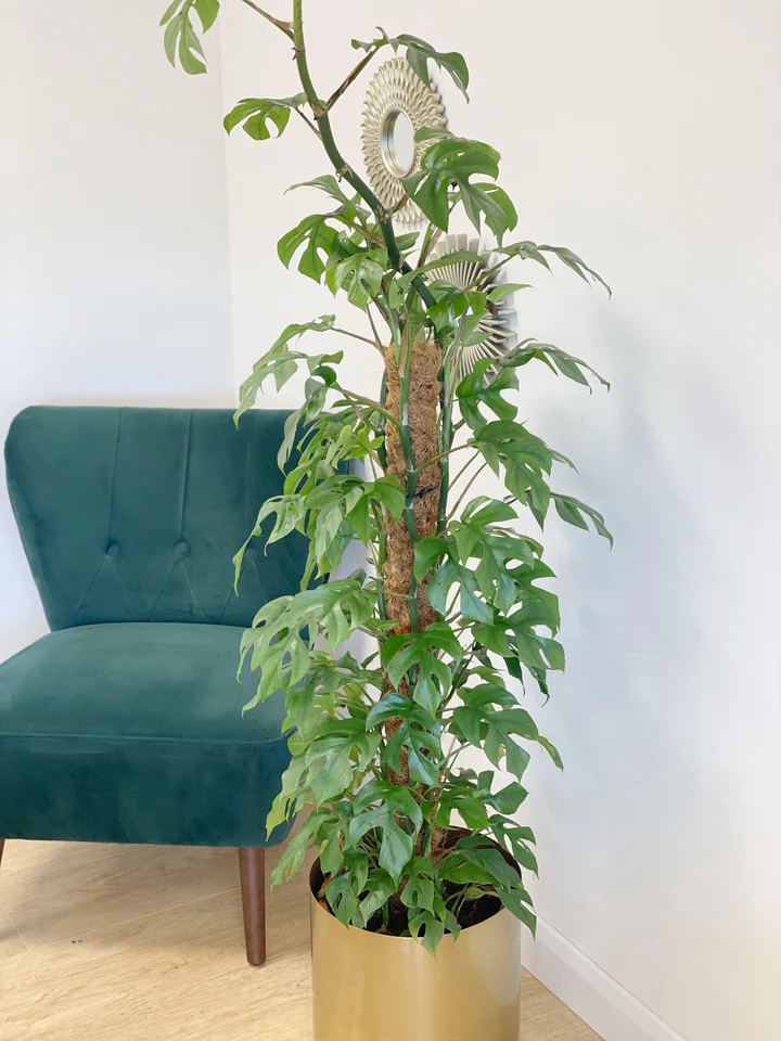 Vẻ Đẹp Tuyệt Vời Và Tiềm Năng Của Cây Monstera Mini Rhaphidophora tetrasperma
