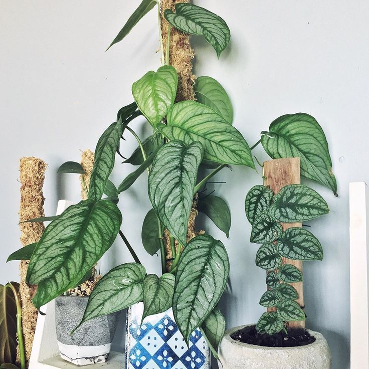 Vẻ Đẹp Bí Ẩn của Cây Monstera Siltepecana Siltepecana