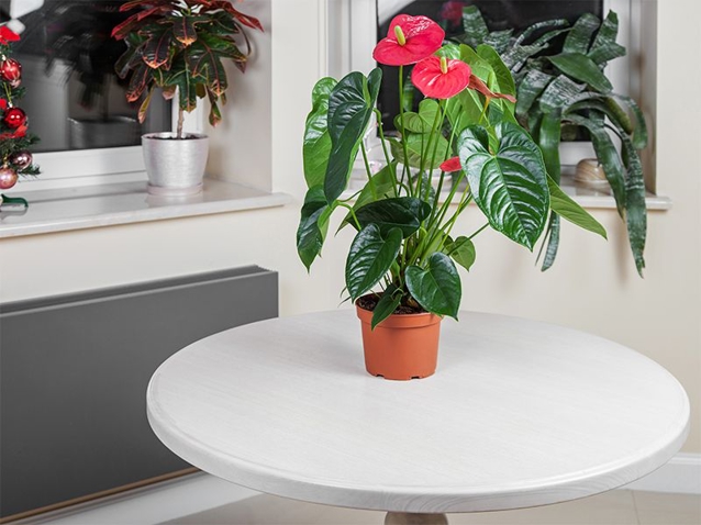 Cây Cảnh Để Bàn Phòng Khách: Lựa Chọn Hoàn Hảo Cho Ngôi Nhà Hiện Đại Anthurium đỏ