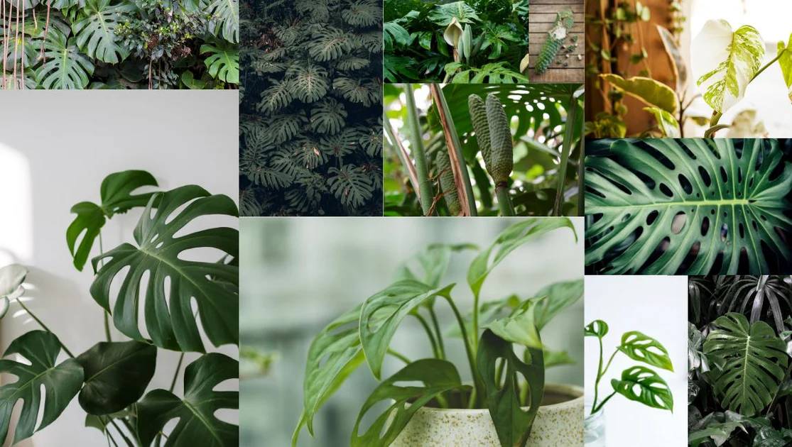 Khám Phá Sự Đa Dạng Của Các Loại Cây Monstera Tuyệt Đẹp Các loại cây Monstera