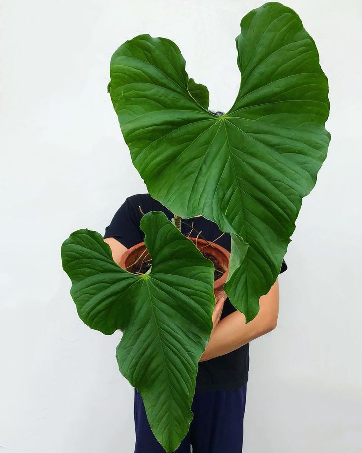 Khám Phá Sự Quyến Rũ Của Cây Anthurium Balaoanum Anthurium Balaoanum