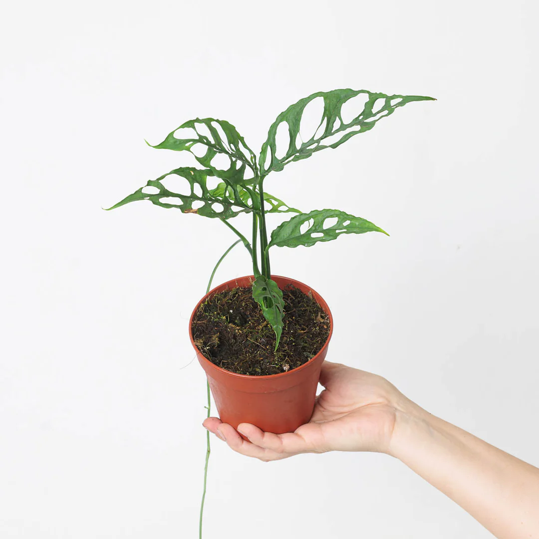 Khám Phá Vẻ Đẹp Hiếm Có Của Cây Monstera Obliqua cây Monstera Obliqua