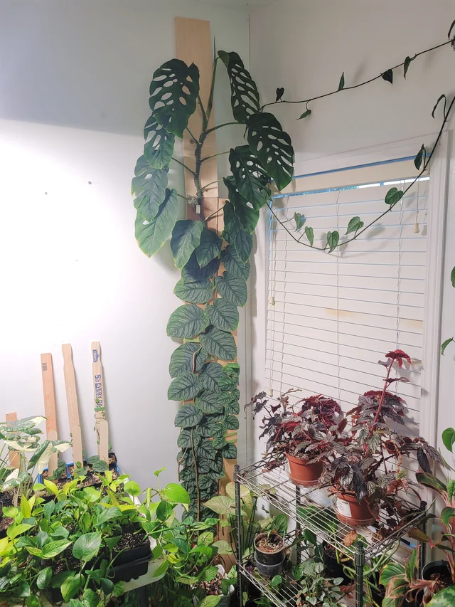 Khám Phá Sự Đa Dạng Của Các Loại Cây Monstera Tuyệt Đẹp cây Monstera dubia