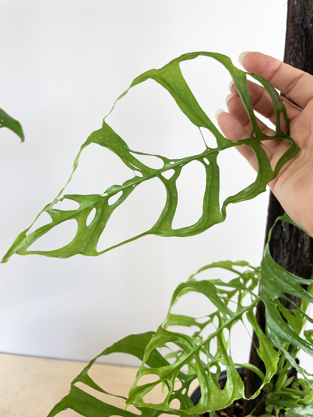 Khám Phá Sự Đa Dạng Của Các Loại Cây Monstera Tuyệt Đẹp cây Monstera obliqua