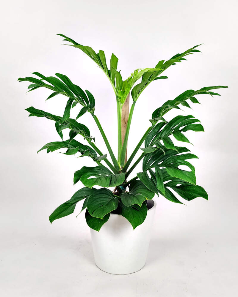 Khám Phá Sự Đa Dạng Của Các Loại Cây Monstera Tuyệt Đẹp cây Monstera pinnatipartit