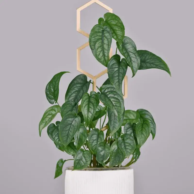 Khám Phá Sự Đa Dạng Của Các Loại Cây Monstera Tuyệt Đẹp cây Monstera siltepecana