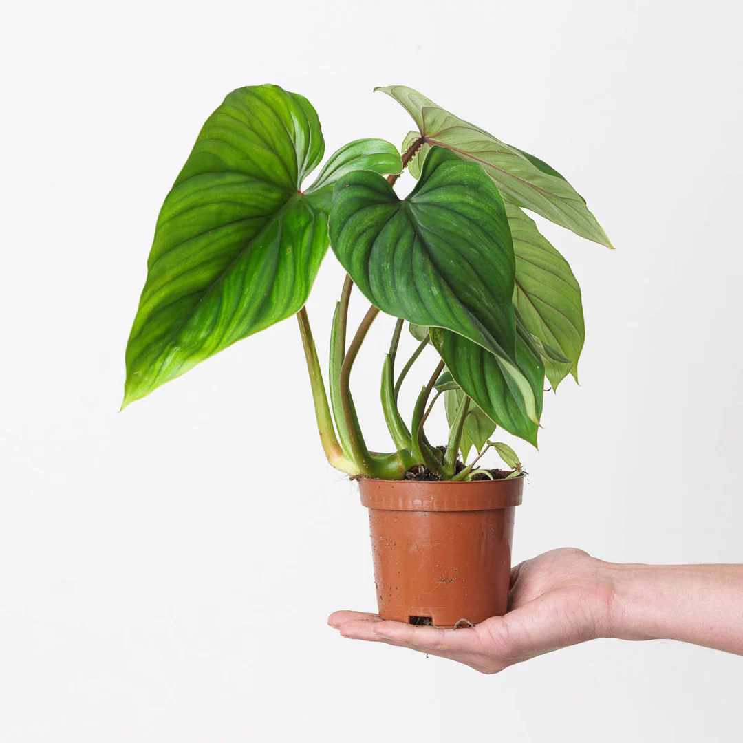 Khám Phá Vẻ Đẹp & Lợi Ích Cây Philodendron Plowmanii cây Philodendron Plowmanii