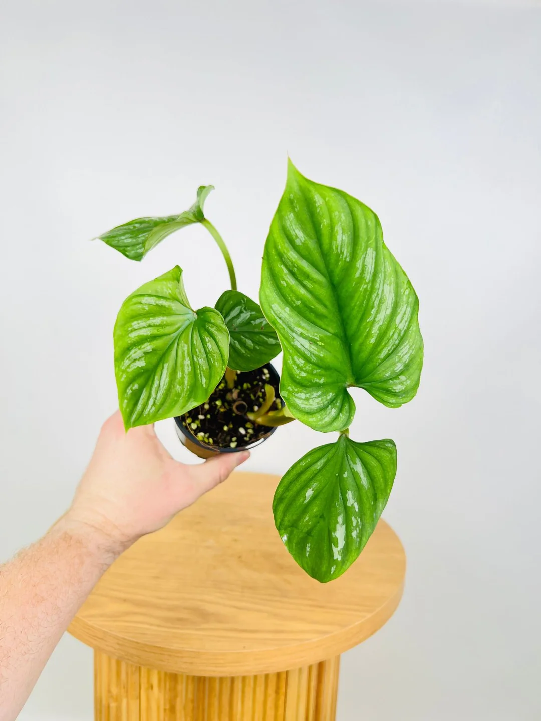 Khám Phá Vẻ Đẹp & Lợi Ích Cây Philodendron Plowmanii cây Plowmanii