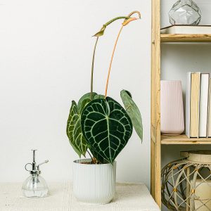 Cây cảnh để bàn phòng khách