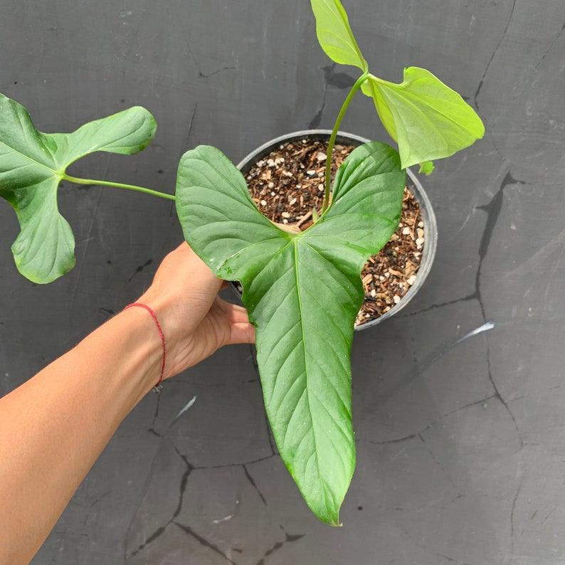 Khám Phá Sự Quyến Rũ Của Cây Anthurium Balaoanum Anthurium Balaoanum lá tim