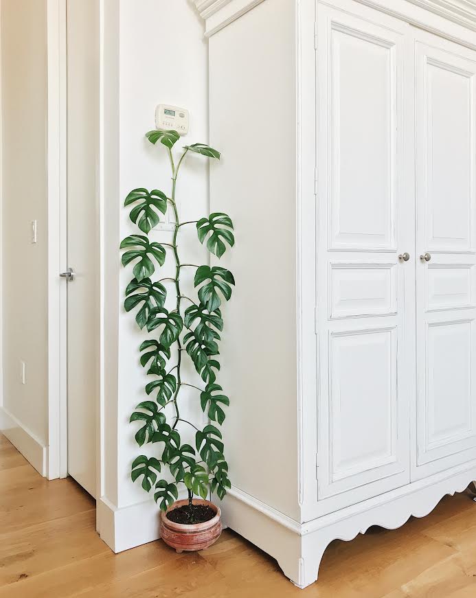 Vẻ Đẹp Tuyệt Vời Và Tiềm Năng Của Cây Monstera Mini cây Rhaphidophora tetrasperma