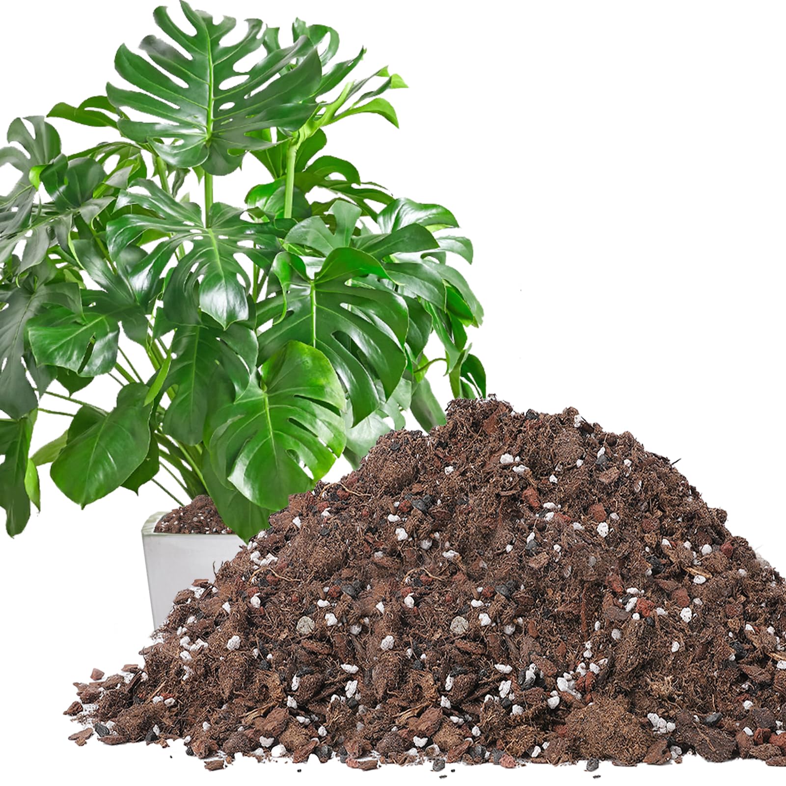 Đất trồng trầu bà 