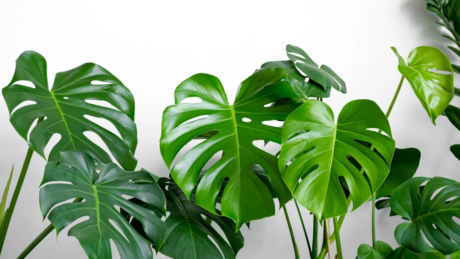 Khám Phá Sự Đa Dạng Của Các Loại Cây Monstera Tuyệt Đẹp Cây Trầu Bà Monstera