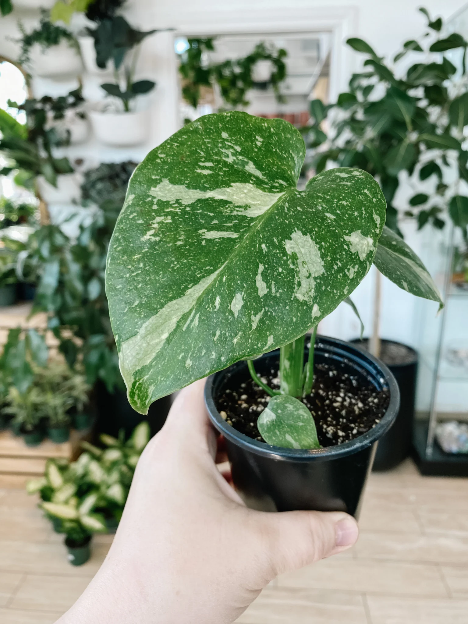 monstera thaicon