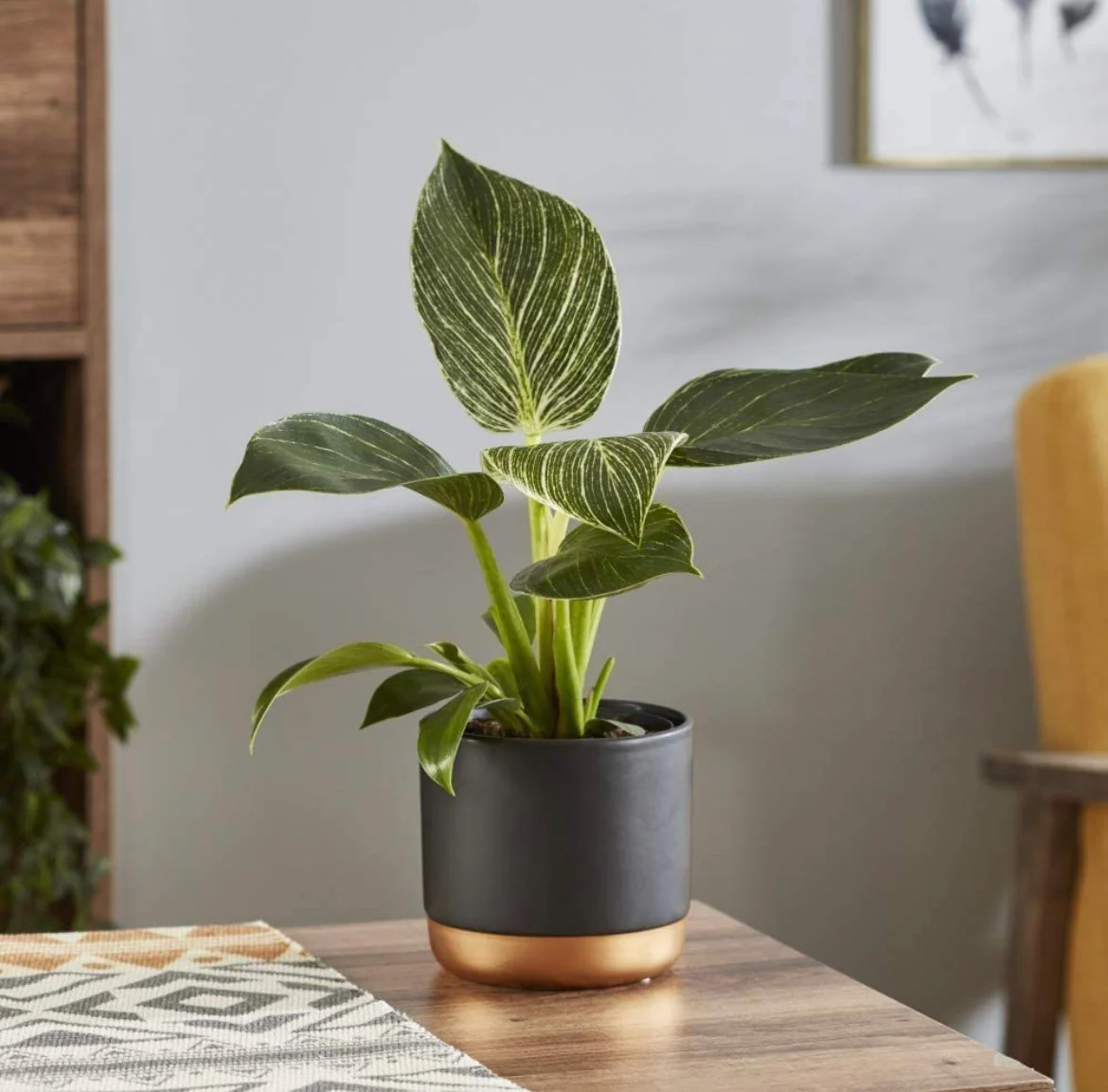 Cây Để Bàn Văn Phòng Tuyệt Vời Cho Mọi Dân Văn Phòng Philodendron Birkin