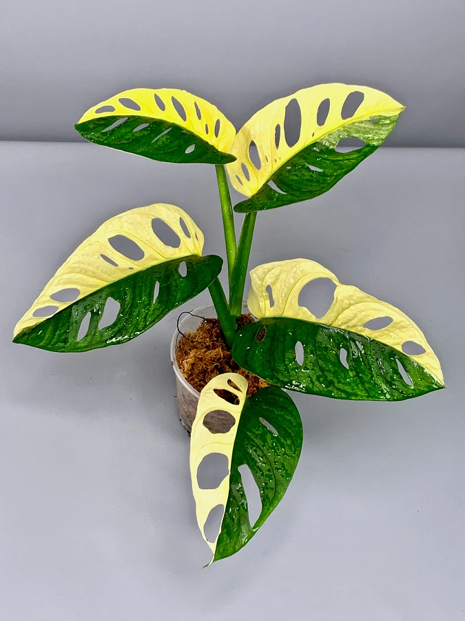 Vẻ Đẹp Và Giá Trị Của Trầu Bà Lá Lỗ Đột Biến (Monstera Adansonii Variegated) Trầu Bà Lá Lỗ Đột Biến