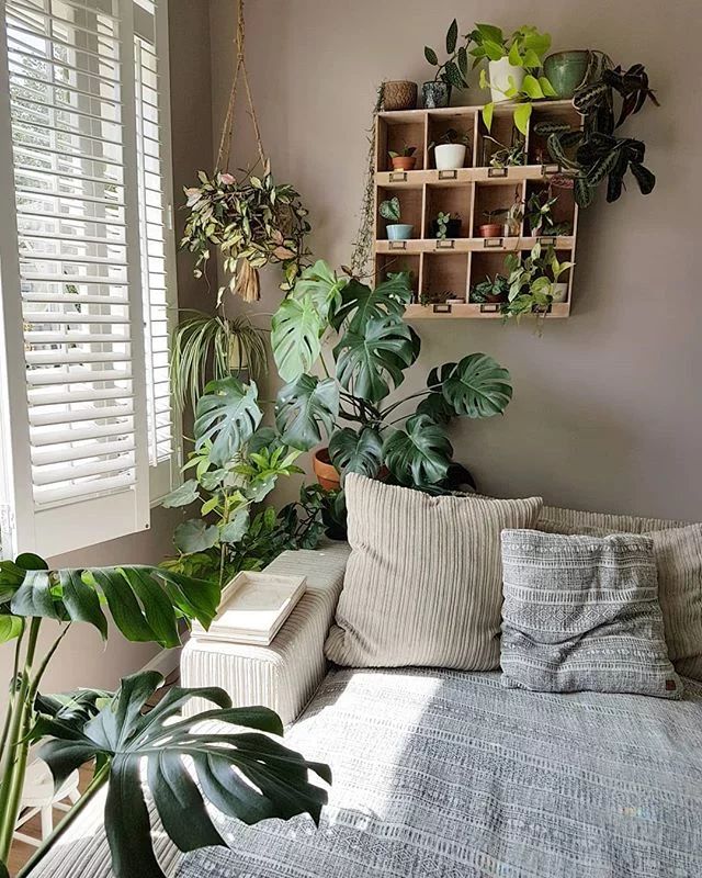 monstera