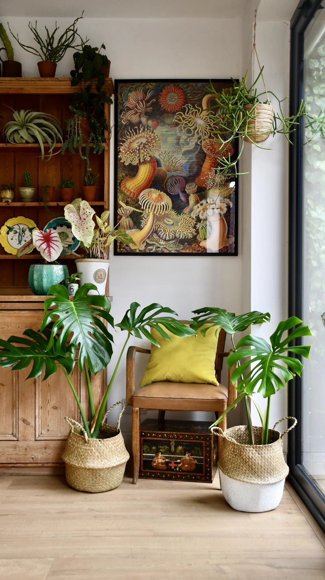 trầu bà monstera