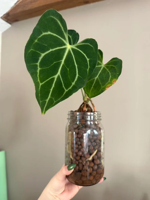Anthurium Clarinervium