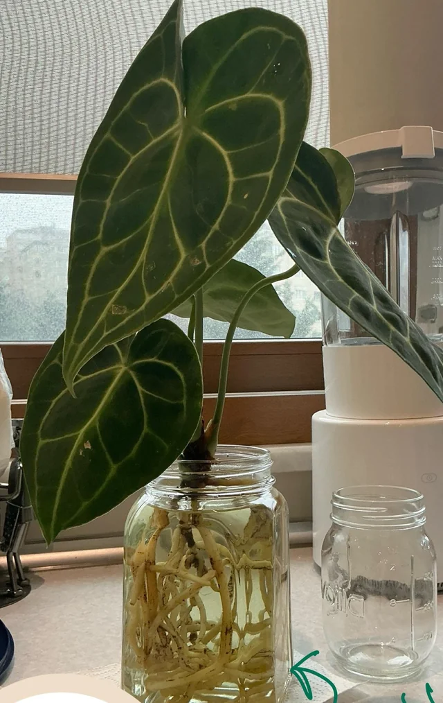 Anthurium Clarinervium