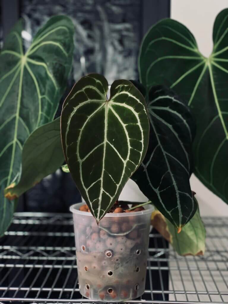 Anthurium Crystal