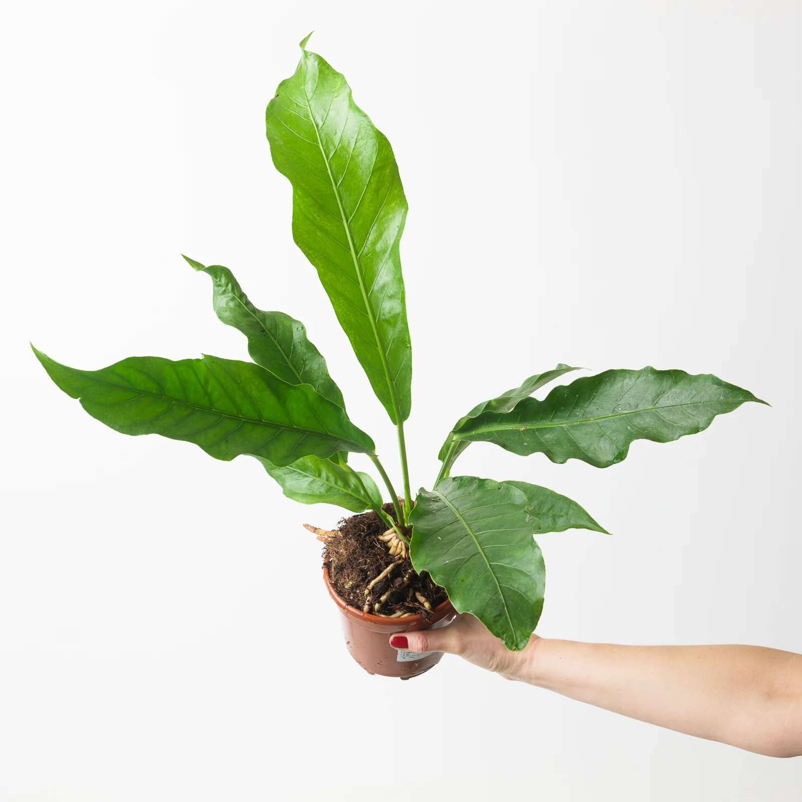 Anthurium Hookeri