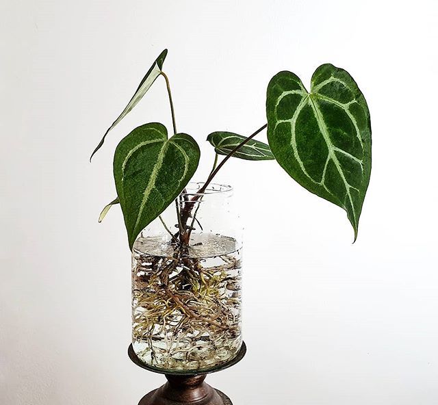 Anthurium Magnificum X Crystallinum