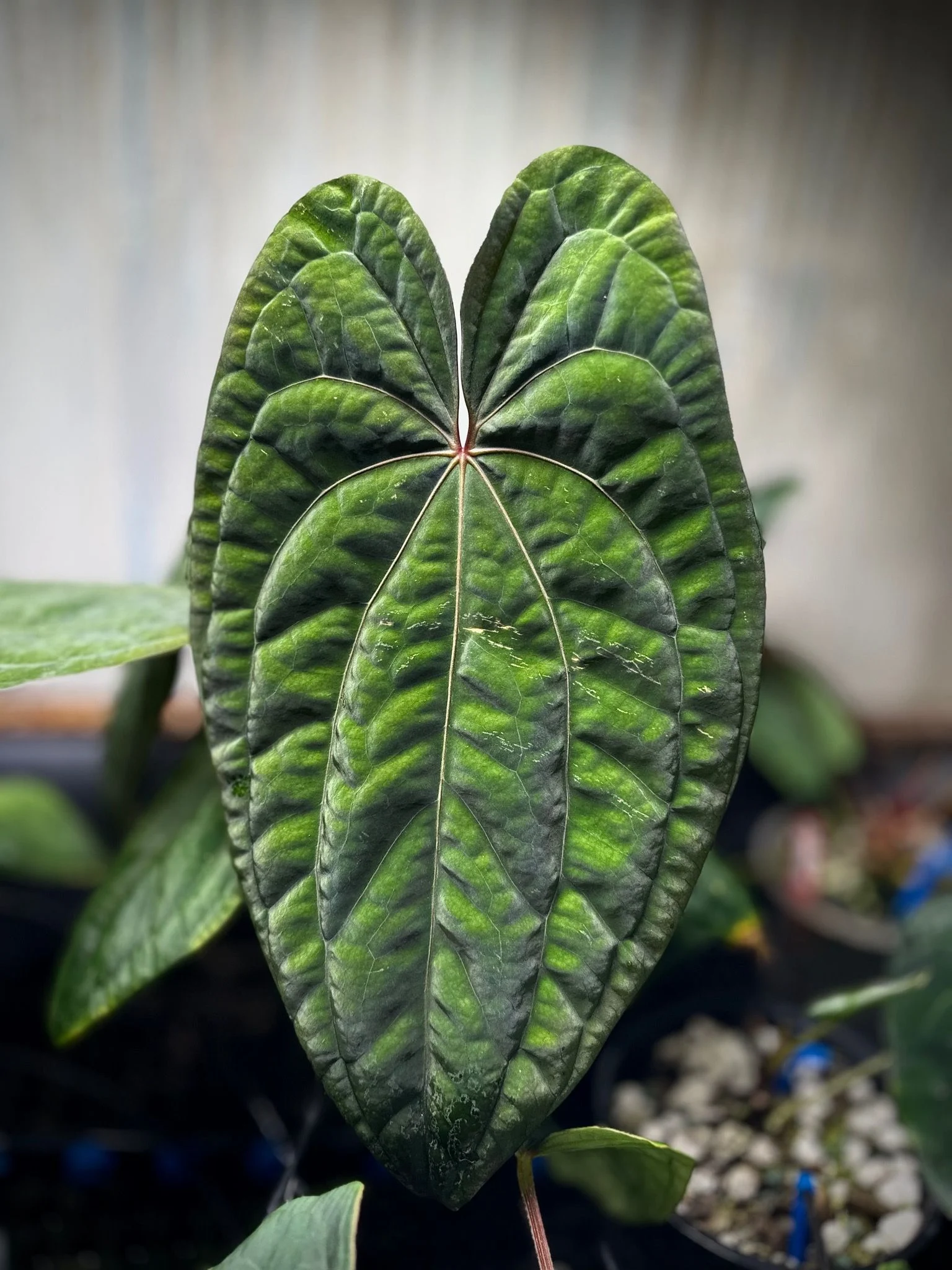 Anthurium Red Vein Dark Phoenix
