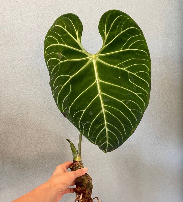 Anthurium Regale