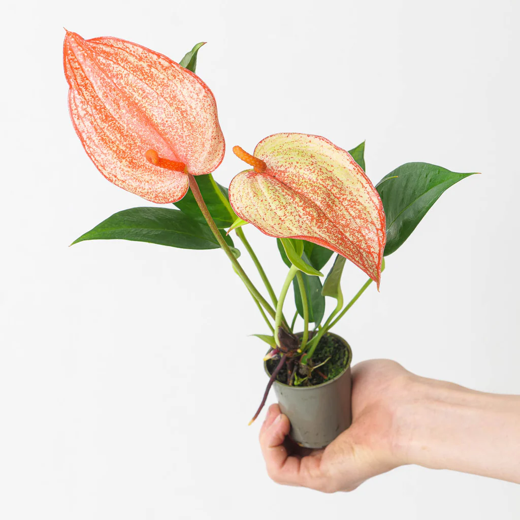 Anthurium Scherzerianum