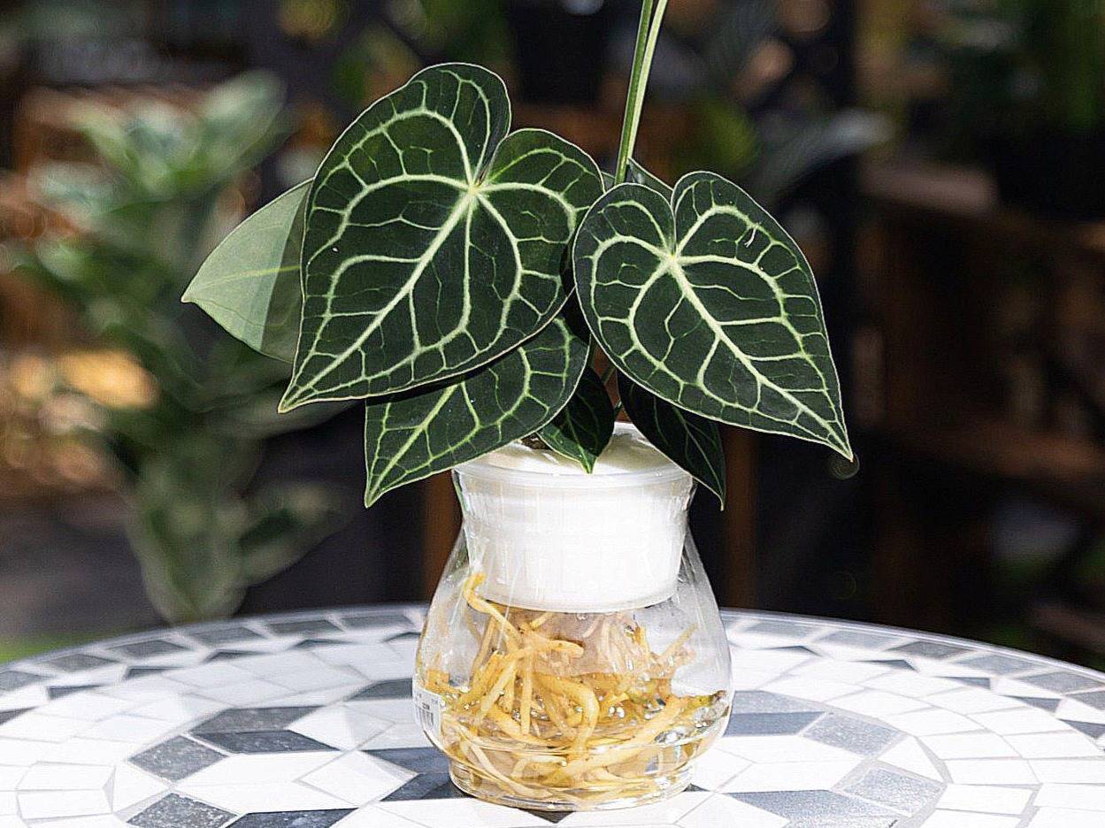 Anthurium thủy sinh