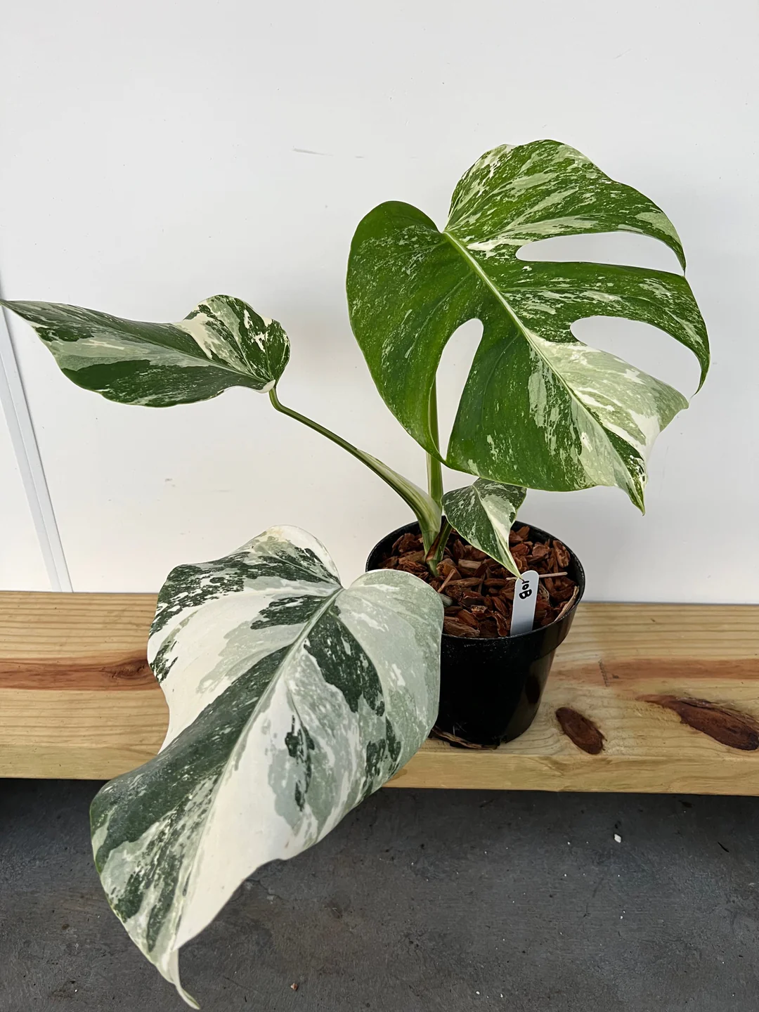 Monstera Albo Borsigiana