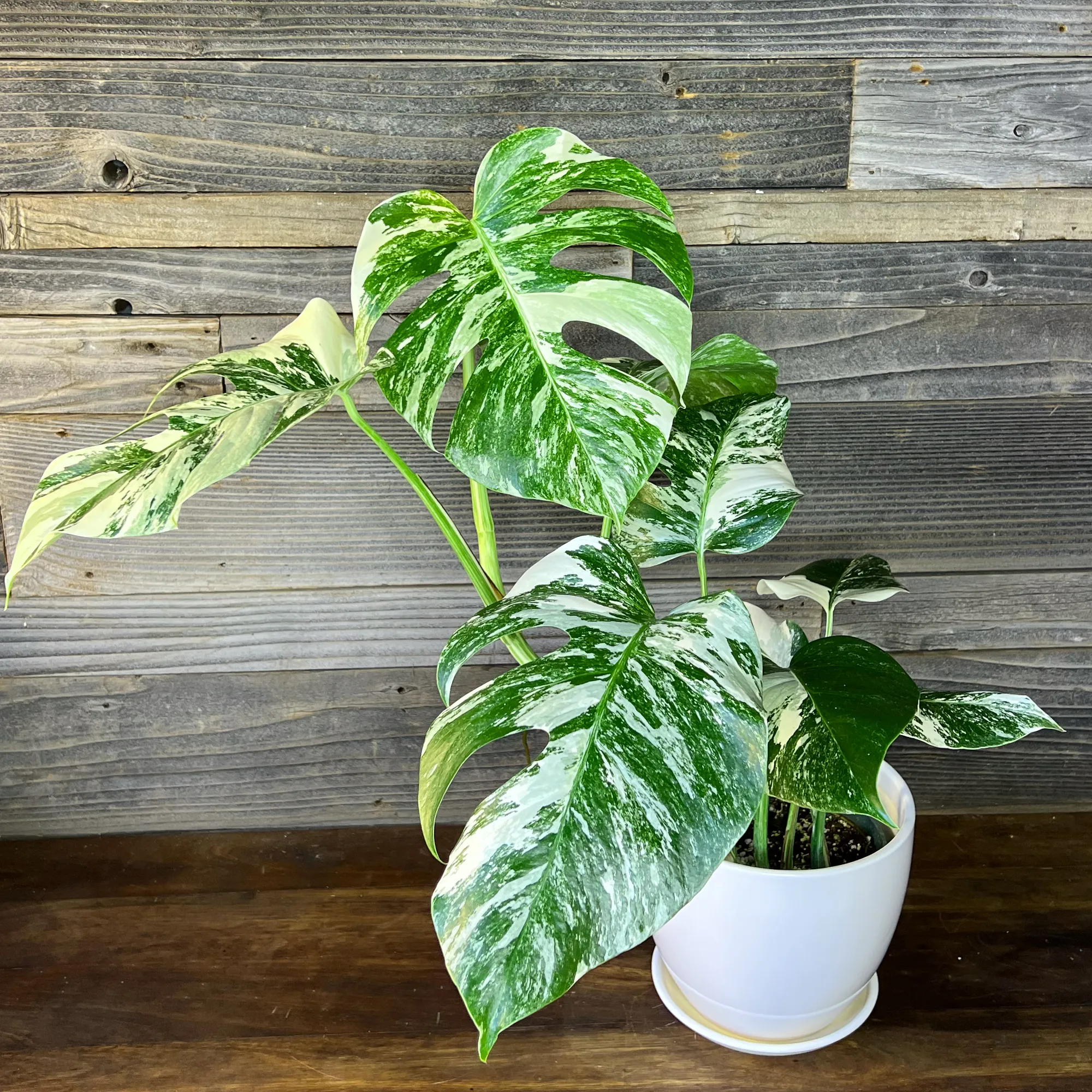 Monstera Albo Borsigiana