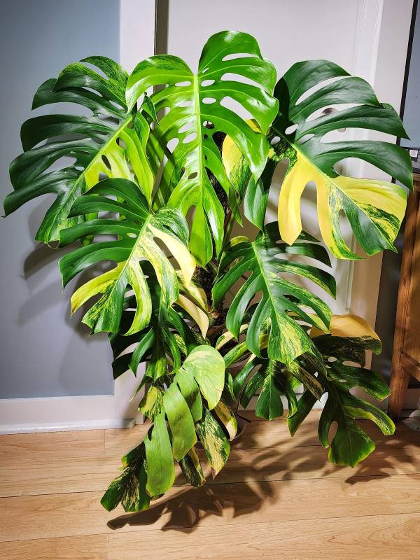 Monstera Aurea