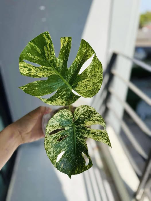 Monstera Deli Mint Siam
