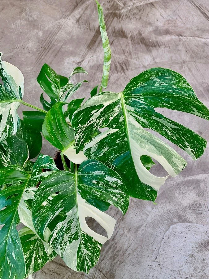 Monstera Deliciosa Albo