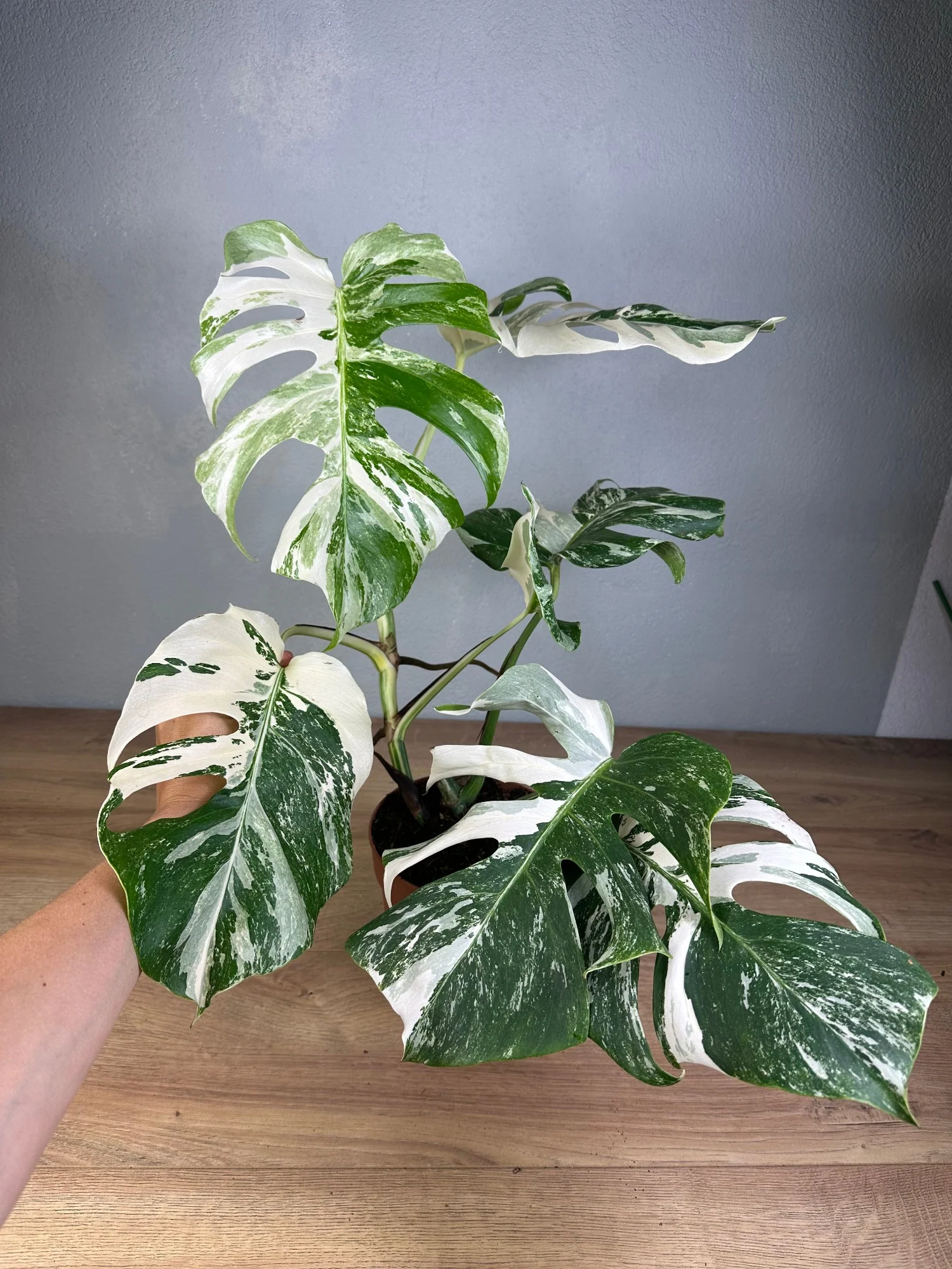 Monstera Deliciosa Variegata