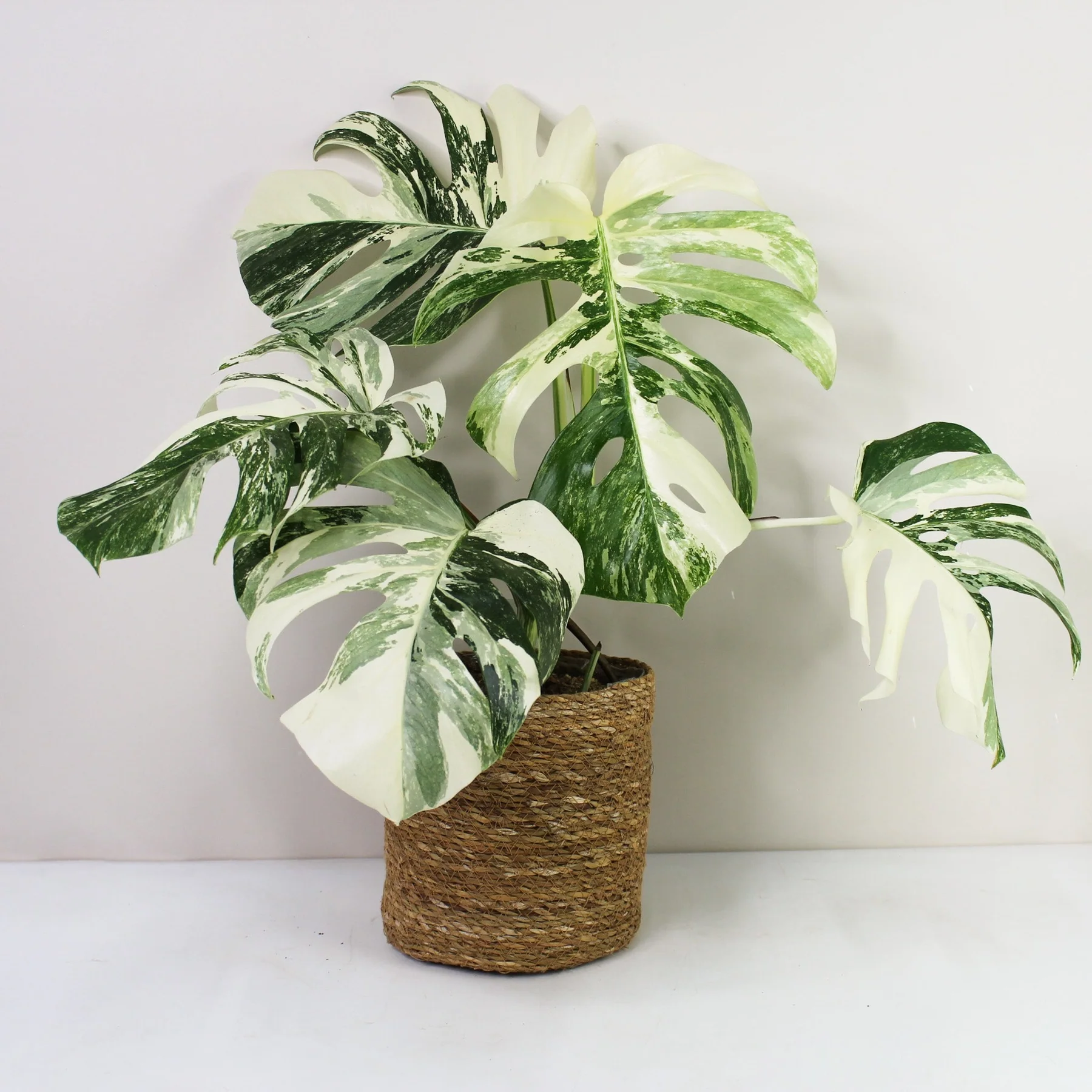 Monstera Deliciosa Variegata