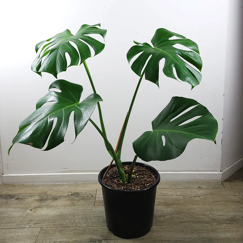 Monstera Deliciosa