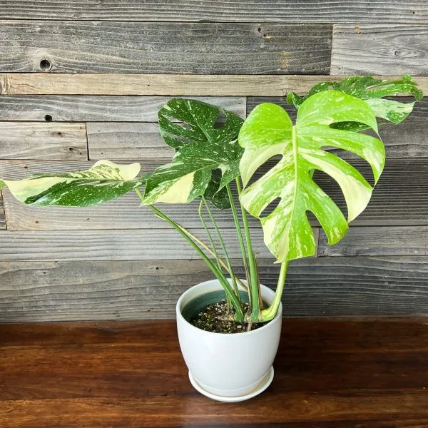 Monstera Thai Constellation