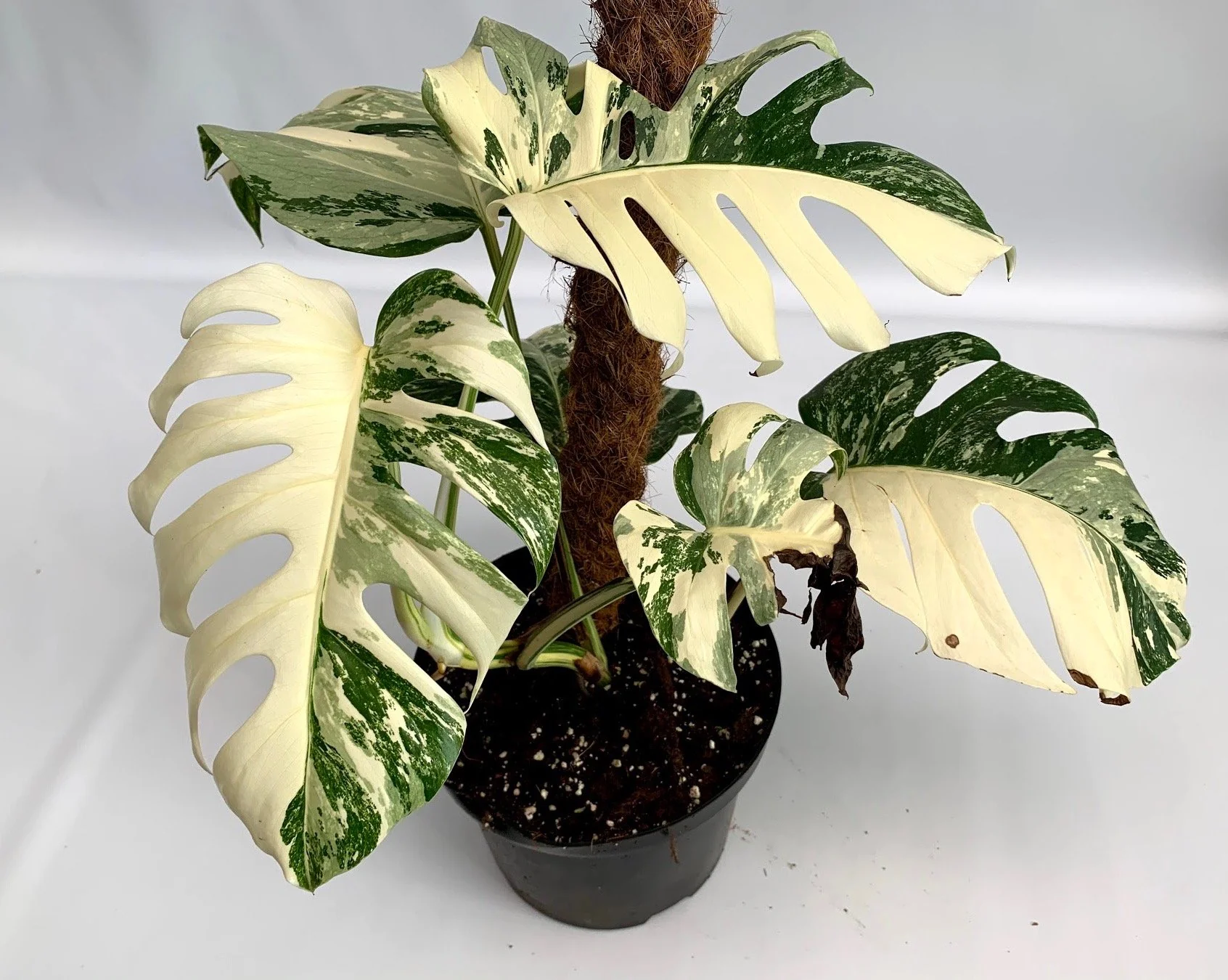 Monstera deliciosa 'Albo Variegata'