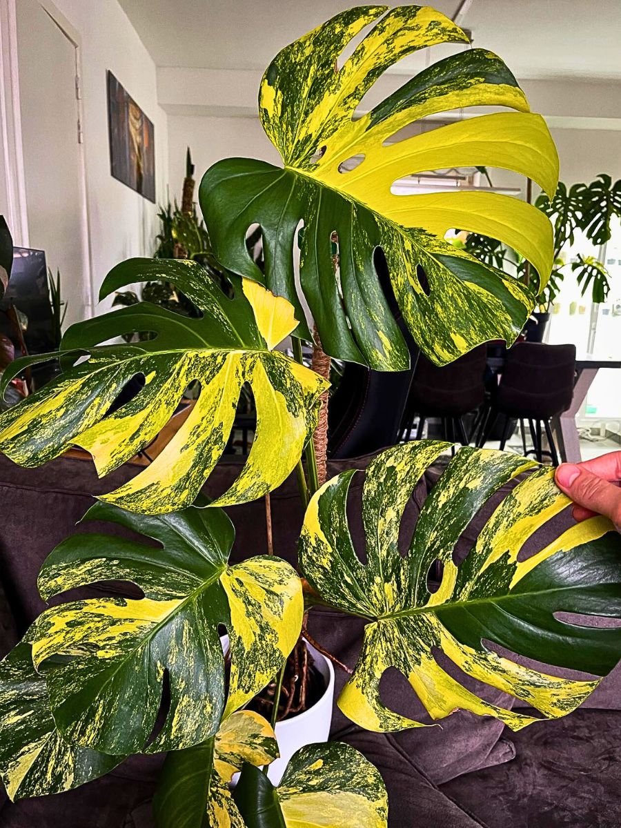 Monstera Aurea