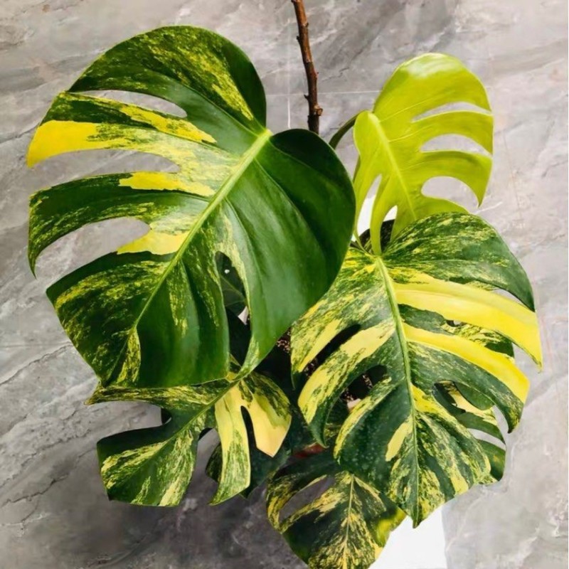 Monstera deliciosa ‘Aurea’