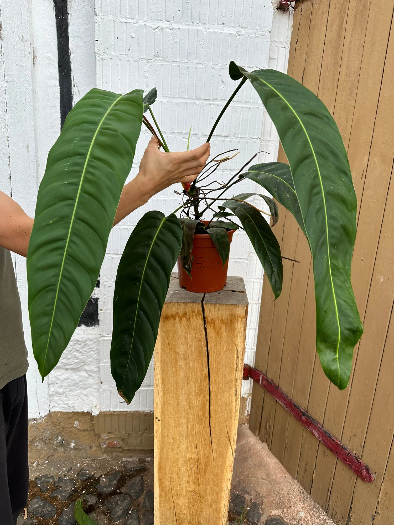 Philodendron Patriciae