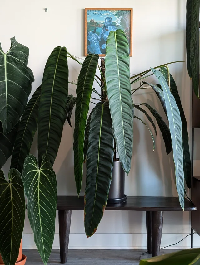 Philodendron Patriciae