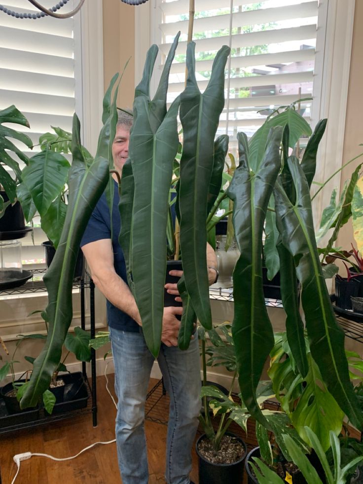 Philodendron Spiritus Sancti