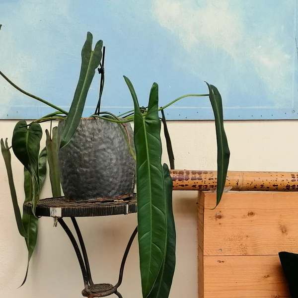 Philodendron Spiritus Sancti