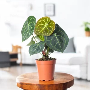 Cây Cảnh Trang Trí Trong Nhà