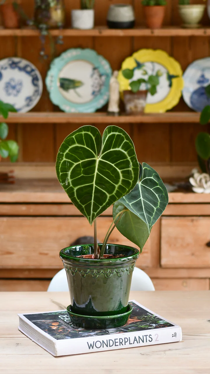anthurium clari